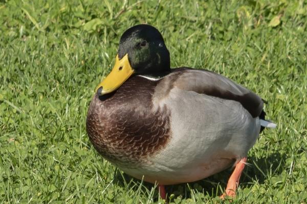 1980属猴女的一生婚姻 1980年猴女的婚姻配对