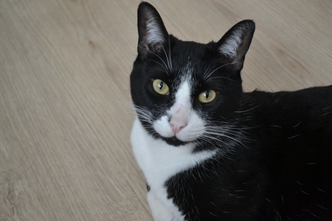 2024年79年属羊女人的全年运势 79年属羊女2024年运势运程