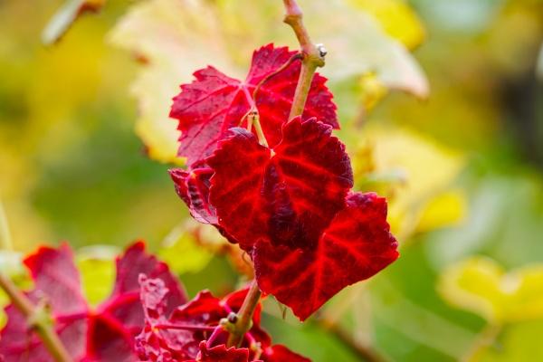 1984年属鼠女人的一生婚姻 84年属鼠女命运分析