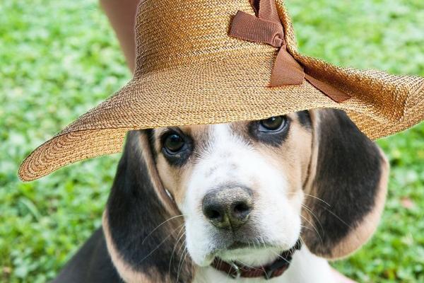 属猴女在2024年运势 2024年属猴女人的全年运势
