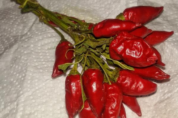 2024属猴的全年运势 生肖猴2024年运势