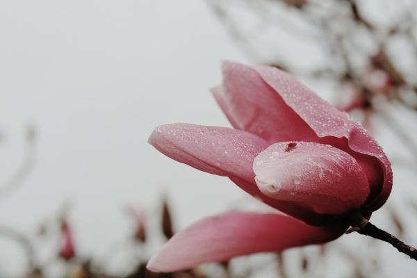 2024年好运连连的生肖 2024年好运不断的生肖