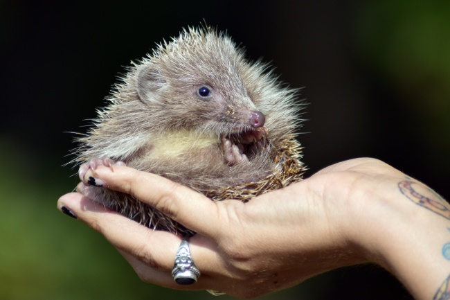 2024有好运的生肖女 好运爆棚的属相