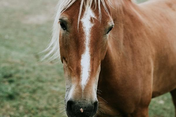 第一运程 2024年十二生肖周运7.1-7.7