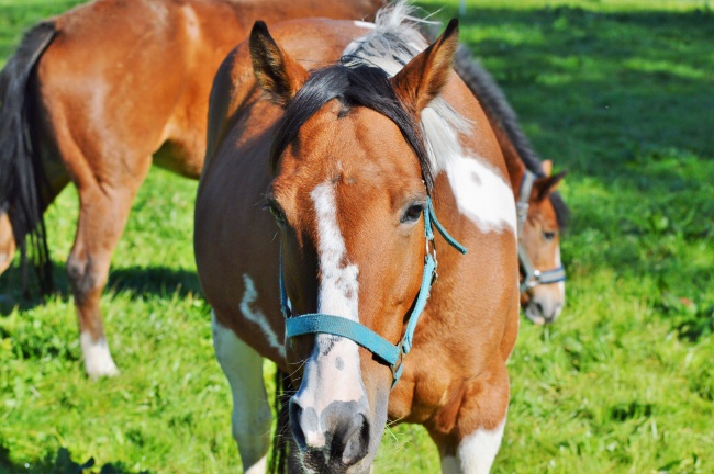 属龙人要小心属牛人 属龙人和属牛人合吗