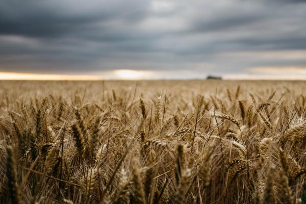 1999属兔的女人一生婚姻 一生命运详细分析