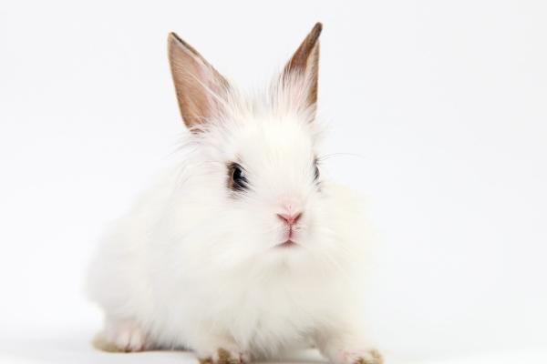 属龙女和属猴男婚配怎么样 龙女猴男婚配吉利吗