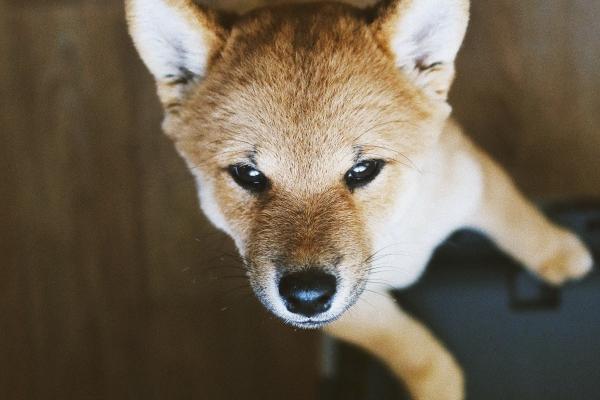 2024容易得贵子的生肖 添丁的生肖2024