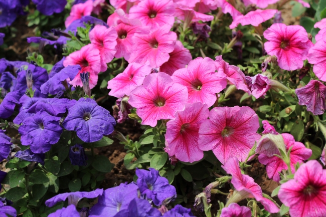 仙指阁运势 2024年8月7日十二生肖运势解析