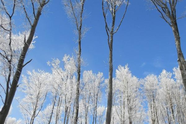 仙指阁运势 2024年8月14日十二生肖运势解析