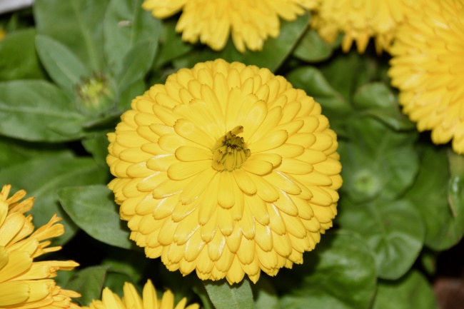 仙指阁运势 2024年8月12日十二生肖运势解析