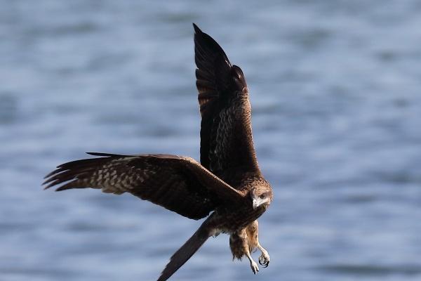 2024年犯太岁最凶的四大生肖 化解太岁凶运的方法