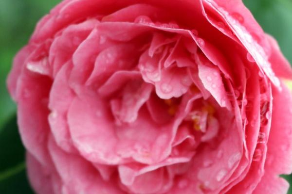 2024有重孝的生肖,2024年披麻戴孝的属相