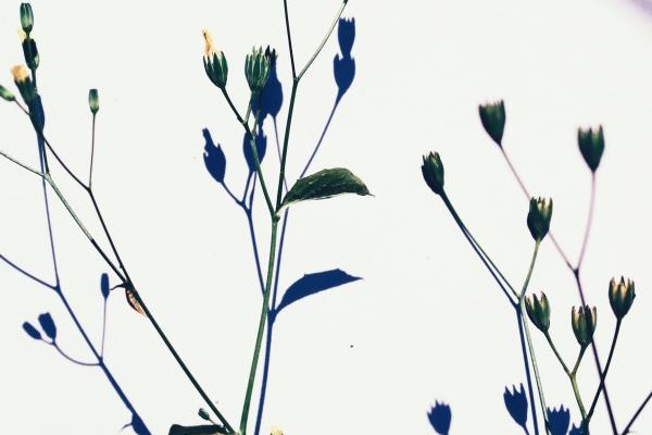 牛马相害到底有多严重 生肖冲突中的微妙关系