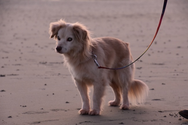 为何龙年新生儿众多？龙宝宝有何特别之处？