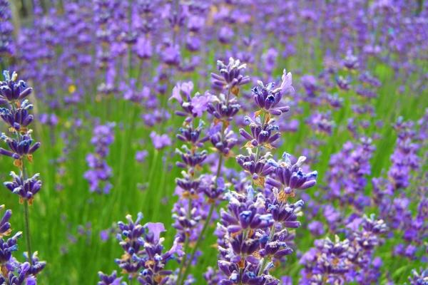 女虎男龙是结婚的大忌 虎和龙是不是好姻缘