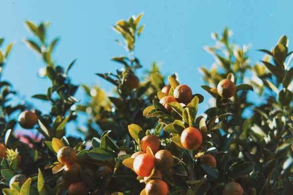 十二生肖本领强的生肖是哪一个肖  龙能力强有本领