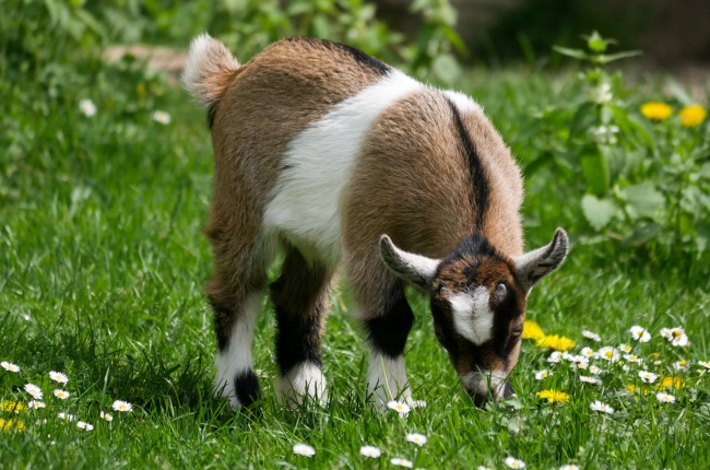 2024年财运旺的生肖 2024财运好的属相