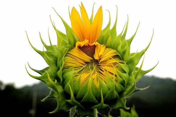 属鸡人2025年5月运势