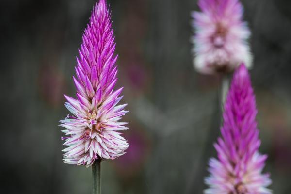 2025年2月8日十二生肖运势每日播报