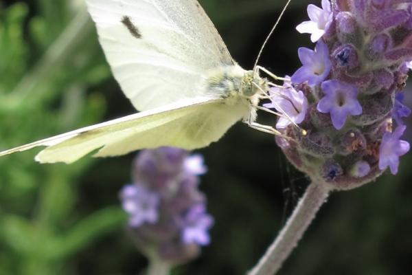 属蛇人2025年官运如何