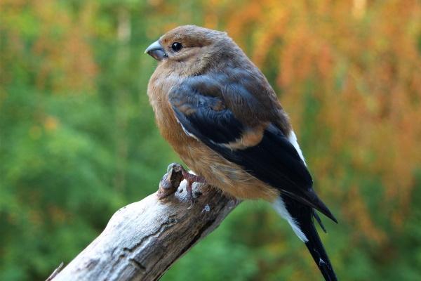 越来越优秀的生肖女