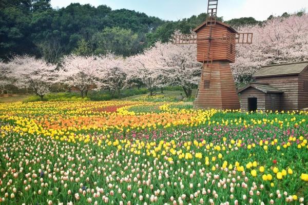 属猪人2025年每月运势