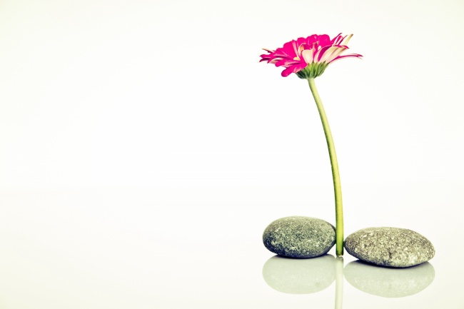 让男人持续心动的生肖女