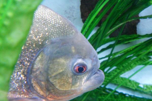 属虎的和属龙的是克星吗