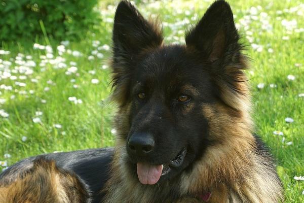 属猪人2025年事业运如何