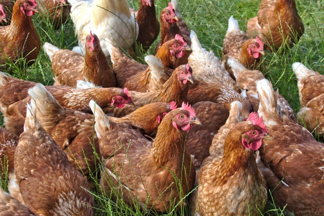 男人最佩服的生肖女