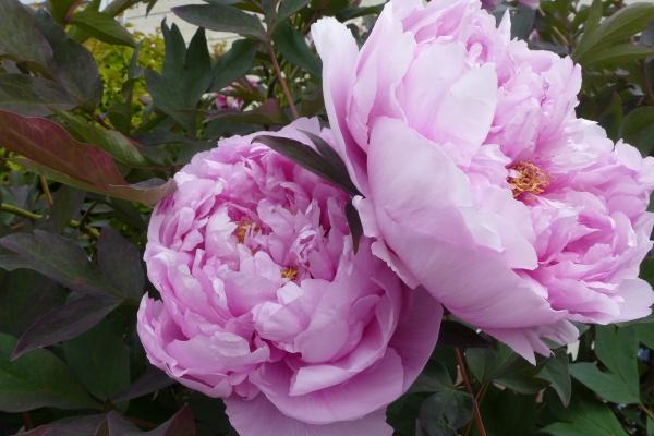 12生肖今日运势详解（2025.2.4）