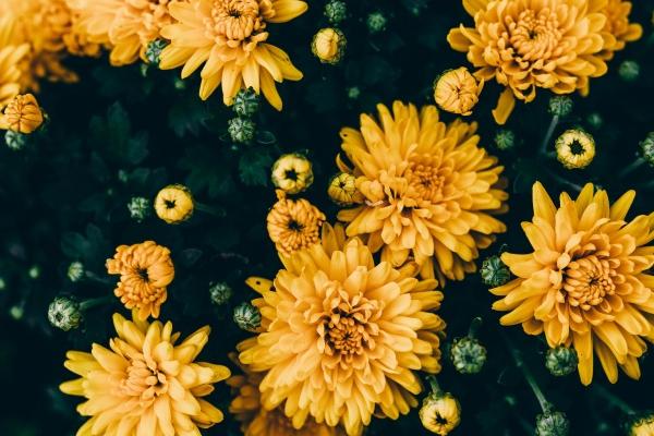 属牛女和属狗男的婚姻怎么样