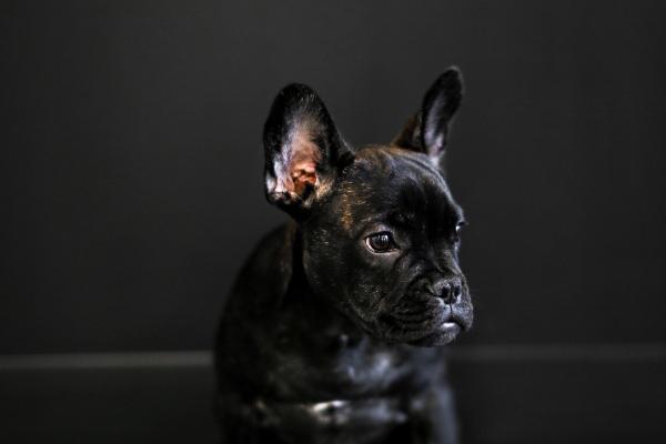 属狗人2025年官运如何