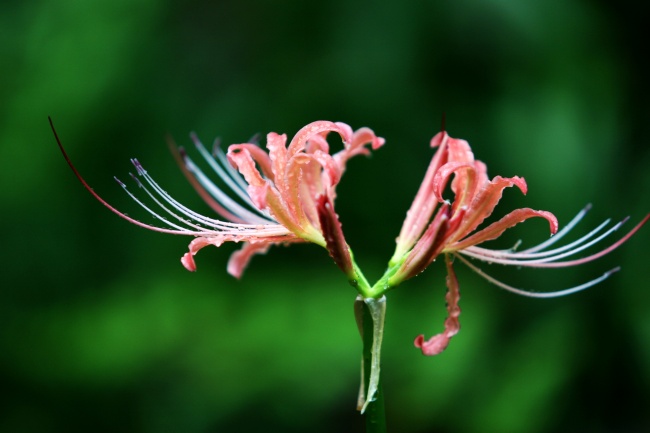 属马人2025年4月运势