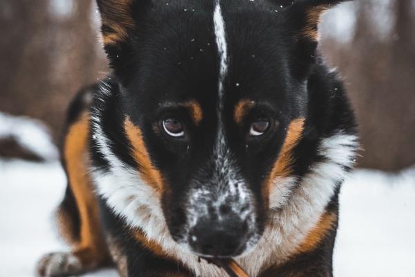 钱财如山的四大生肖