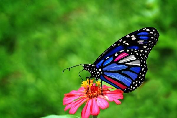 12生肖今日运势详解（2025.2.27）