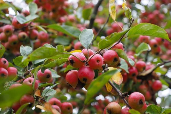 男方属虎女方属牛能结婚吗