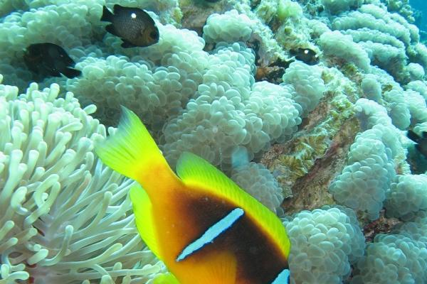 属狗人2025年6月运势