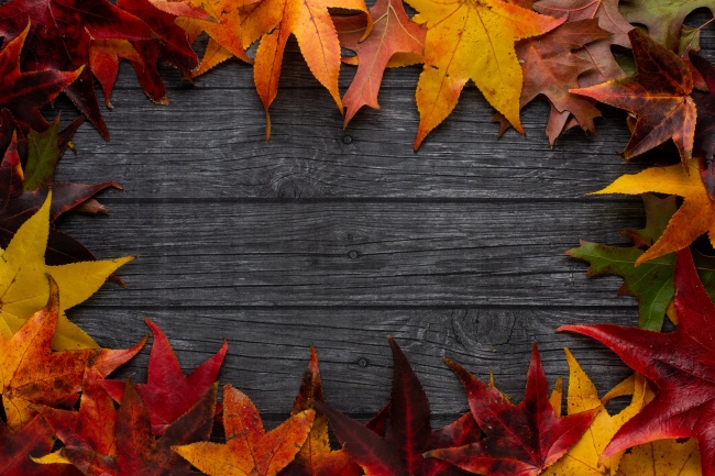 生肖鼠一生的情人是谁