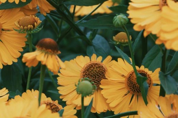 属狗男最愿意宠的生肖