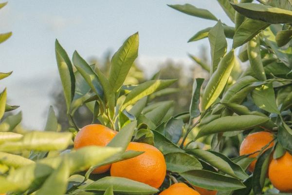 属猪老了靠谁 属猪老了靠谁生活