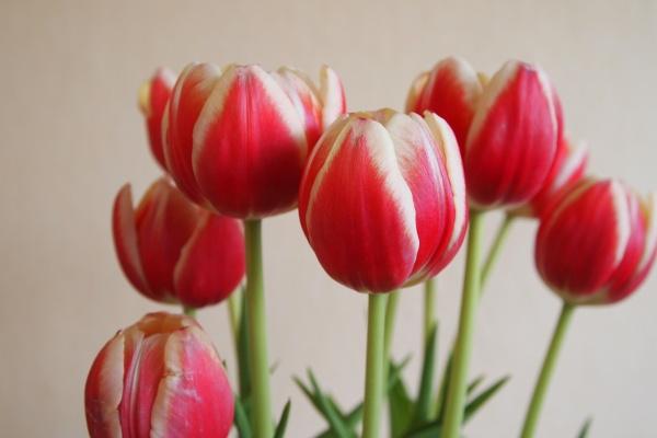 2025属鼠的贵人和小人