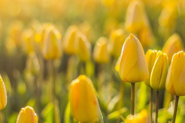 属鼠忌什么属相