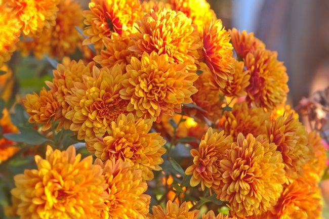 属鸡出生不好六个日子