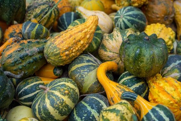 2017年属鸡女孩一生学业运