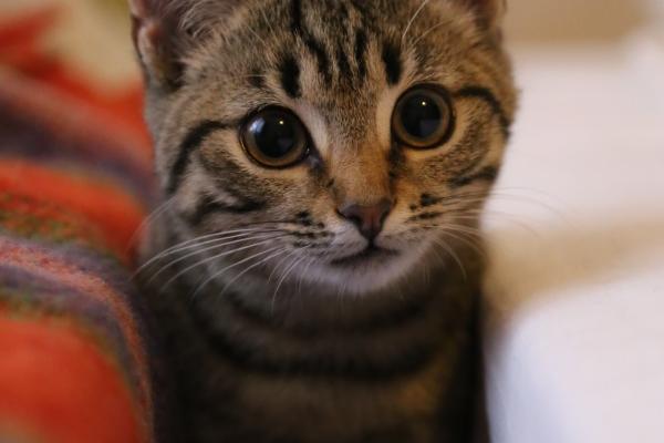 95年属猪何时走大运