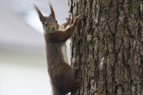 属猪2025年运势及运程详解