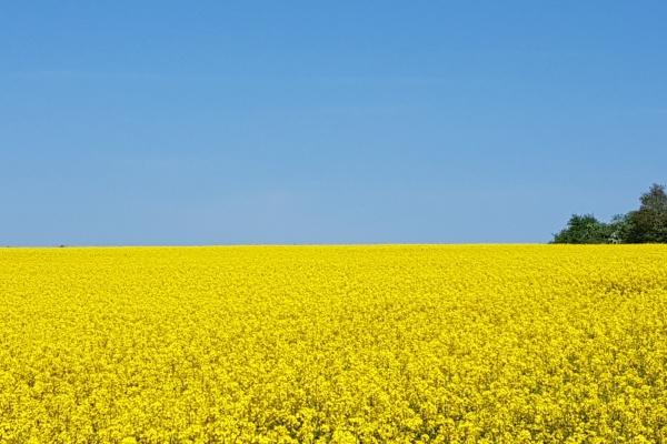 属龙十年流年运势运程