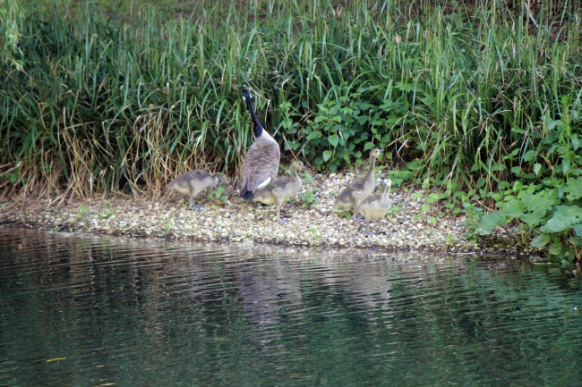 鸡的第一贵人是谁